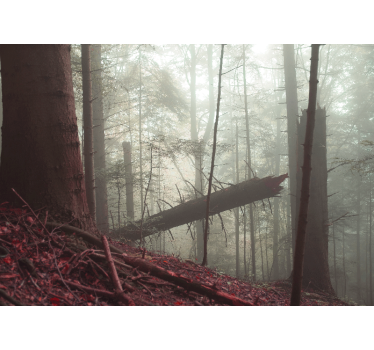 Fototapete wald nebelwaldansicht - TenStickers