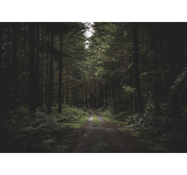 Fototapete natur grüner waldweg - TenStickers