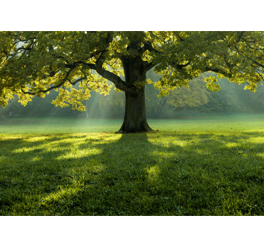 Fototapete natur majestätische baum-silhouette - TenStickers