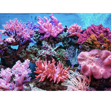 Fototapete Meer aquatische korallenszene - TenStickers