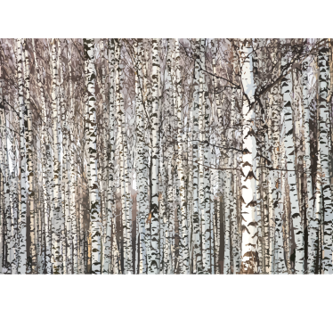 Fototapete baum birkenwald - TenStickers