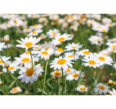 Fototapete blumen gänseblümchen leuchtend blühend - TenStickers