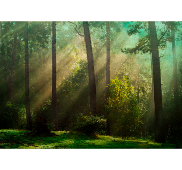 Fototapete wald bezaubernde waldszene - TenStickers