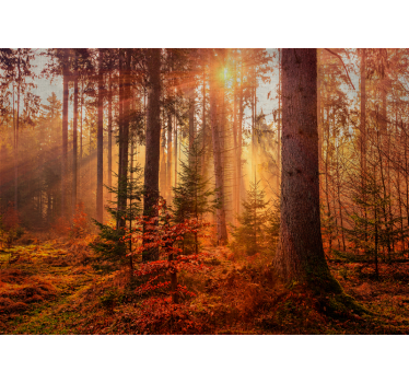 Fototapete wald strahlende waldbeleuchtung - TenStickers