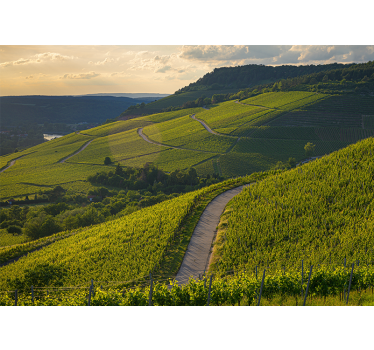 Fototapete landschaften weinberg-hänge - TenStickers