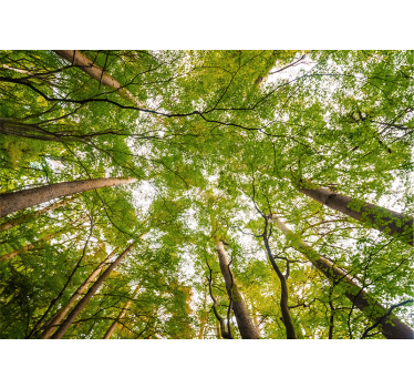 Fototapete Wald üppiges grünes blätterdach - TenStickers