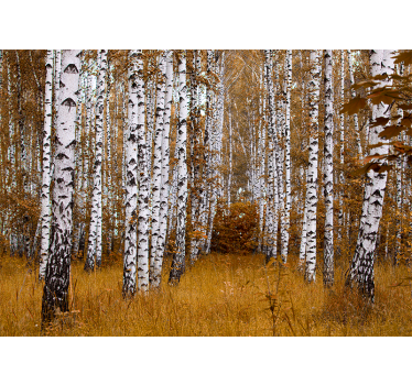 Fototapete wald birkenhain - TenStickers