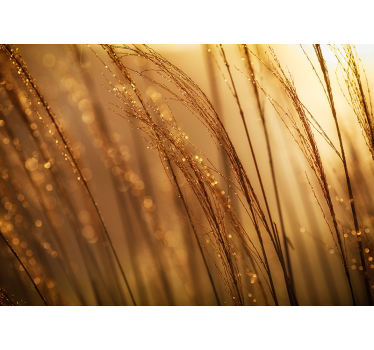 Fototapete natur sanftes goldenes gras - TenStickers