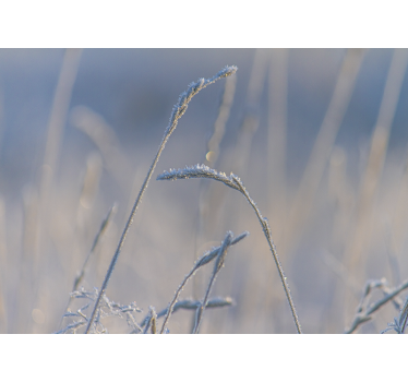 Fototapete natur frostige grashalme - TenStickers