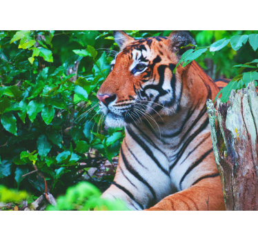 Fototapete dschungel majestätischer tigerblick - TenStickers