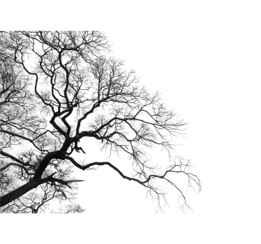 Fototapete baum mit silhouette von kahlen Ästen - TenStickers