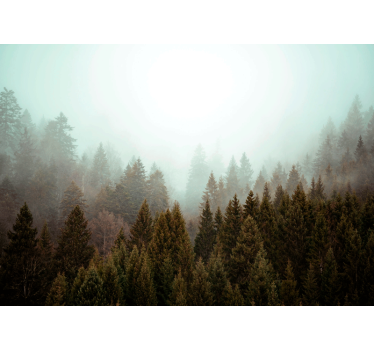 Fototapete wald nebeliger immergrünwald - TenStickers