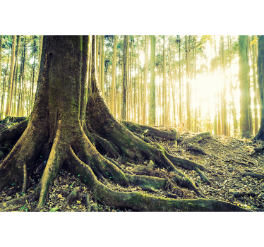 Fototapete wald sonnenbeschienene wurzeln - TenStickers