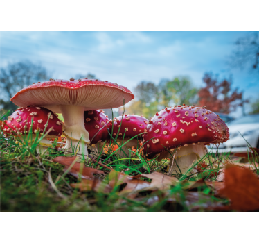 Fototapete natur rote pilze cluster - TenStickers