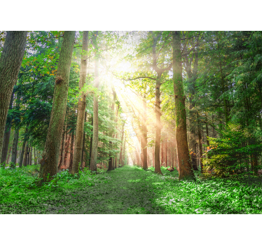 Fototapete wald ruhiger waldweg - TenStickers