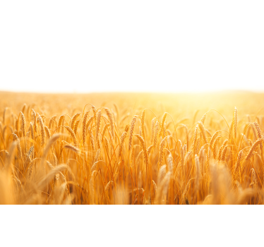 Fototapete natur goldene getreidewiese - TenStickers
