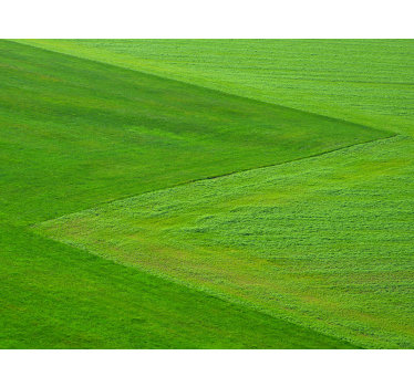 Fototapete Natur reine grüne felder - TenStickers