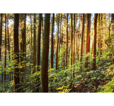 Fototapete wald üppiger grüner wald - TenStickers