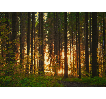 Tapete wald silhouetten von bäumen im sonnenuntergang - TenStickers