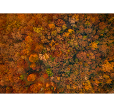 Fototapete natur herbstlaubansicht - TenStickers