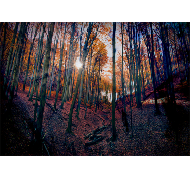 Fototapete wald im sonnenlicht des herbstes - TenStickers