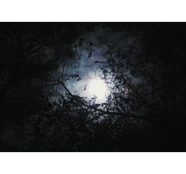 Fototapete natur mondlicht Äste - TenStickers