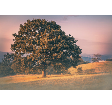 Fototapete natur eiche großbaum - TenStickers