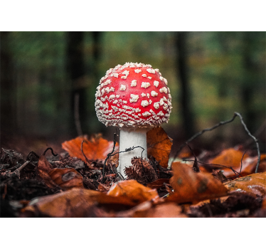Fototapete natur fliegenpilz rot - TenStickers