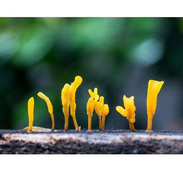 Fototapete Natur gelber pilzbefall - TenStickers
