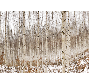 Fototapete wald im verschneiten birkenwald - TenStickers