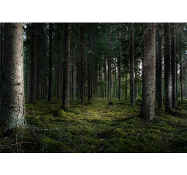Fototapete Wald ruhige landschaft - TenStickers