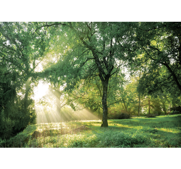 Fototapete natur ruhiger sonnendurchfluteter wald - TenStickers