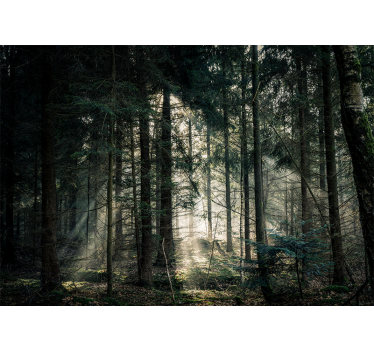 Fototapete natur ruhiger waldblick - TenStickers