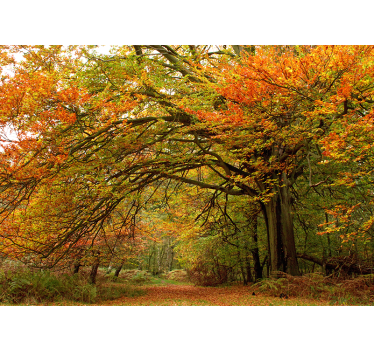Tapete wald herbstliche waldansicht - TenStickers