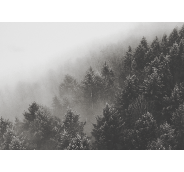 Fototapete wald neblige kieferlandschaft - TenStickers