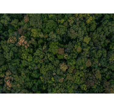 Fototapete Dschungel waldblick aus der luft - TenStickers