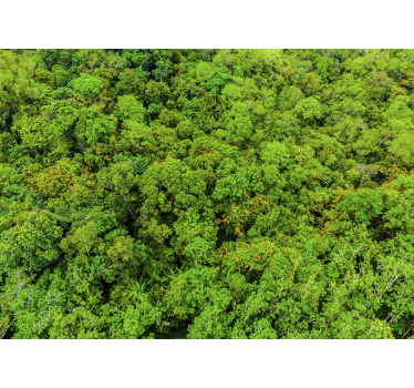 Fototapete natur grünes blätterdach - TenStickers