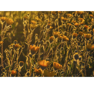 Fototapete Blumen golden blühende flora - TenStickers