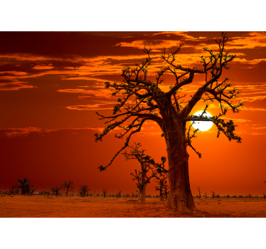 Fototapete Natur majestätische bäume im sonnenuntergang - TenStickers
