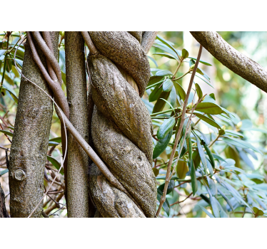 Fototapete Natur verdrehte ranken und grünpflanzen - TenStickers