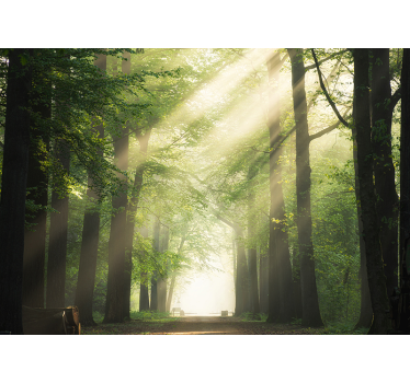 Fototapete natur sonne zwischen waldbäumen - TenStickers
