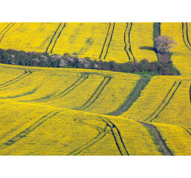 Fototapete Natur leuchtend gelbe felder - TenStickers