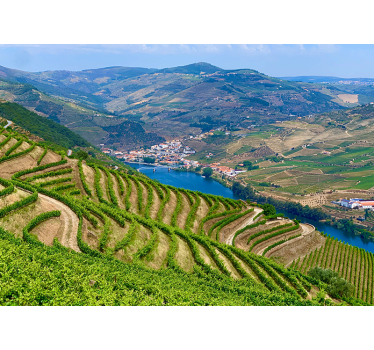 Fototapete Landschaften weinberg tal fluss - TenStickers