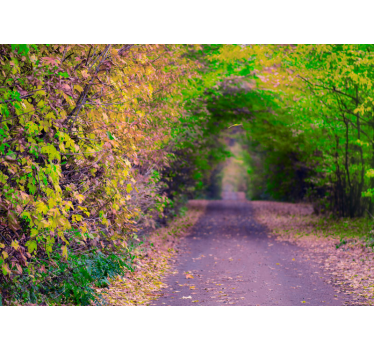 Fototapete natur lebendiger grüner weg - TenStickers