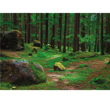 Fototapete Wald üppiger grüner ort - TenStickers