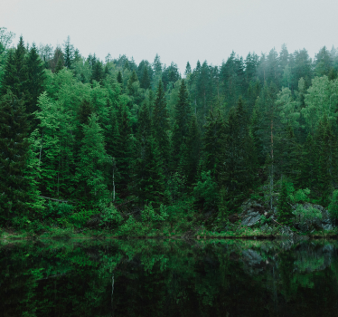 Fototapete Baum tiefer Wald - TenStickers