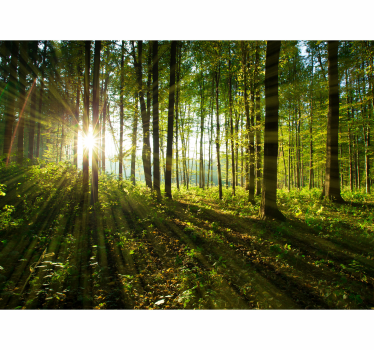 Fototapete natur sonniger waldglanz - TenStickers