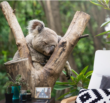 Fototapete Länder Entzückender schlafender koala - TenStickers