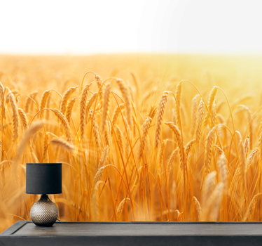 Fototapete natur goldene getreidewiese - TenStickers