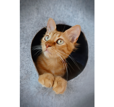 Poster Neugierde ist der Katze Tod - TenStickers
